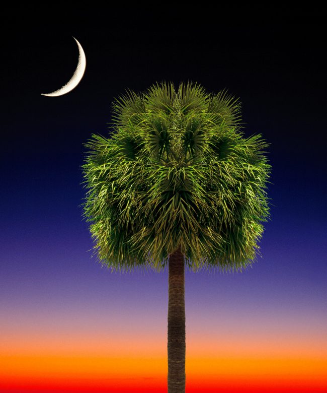 Palmetto Tree flag artwork. South Carolina